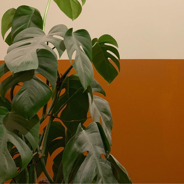 Image of plant in front of orange and tan wall